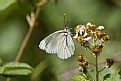 Picture Title - a butterfly between the flowers