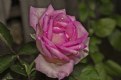 Picture Title - Old Rose after a brief rain