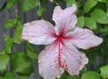 Picture Title - Hibiscus After a Short Rain