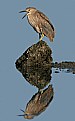 Picture Title - Juv Black-crowned Night Heron