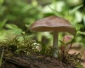 Picture Title - Mushroom