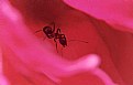 Picture Title - Ant in Pink