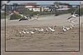 Picture Title - Gaviotas