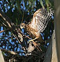 Picture Title - Red-shouldered  Hawk fledglings