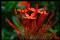 Picture Title - Ixora