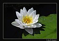 Picture Title - Day-flowering Waterlily (d1334)