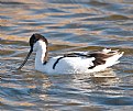 Picture Title - Avocet