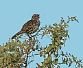 Picture Title - Song Sparrow
