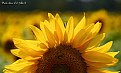 Picture Title - Sunflowers 2