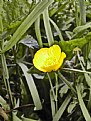 Picture Title - ButterCup