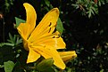 Picture Title - yellow lily