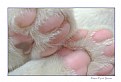 Picture Title - Pink claws