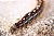 Tent Caterpillar