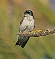 Picture Title - Tree Swallow