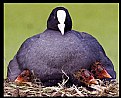 Picture Title - coot-family 