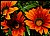 Gerbera Daisy Group