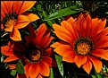 Picture Title - Gerbera Daisy Group