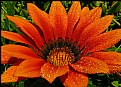 Picture Title - Gerbera Daisy Macro ll