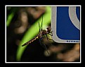 Picture Title - 'Scenic' Dragonfly