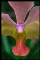 Picture Title - Orchid - Pink