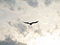 Picture Title - Flying