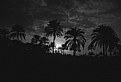 Picture Title - twilight palm trees