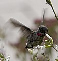 Picture Title - Colibri