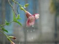 Picture Title - Flower in the Rain