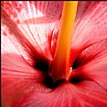Picture Title - Red Hibiscus 2