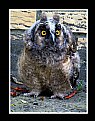 Picture Title - Owl 