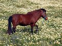 Picture Title - Santorini, 2003 (please,don't eat the daisies!)