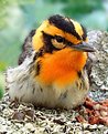 Picture Title - Portrait of a Blackburnian Warbler