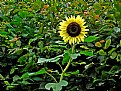 Picture Title - Sun Flower