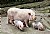 Mom pig and her piggies