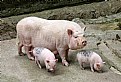 Picture Title - Mom pig and her piggies