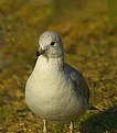 Picture Title - The Gull