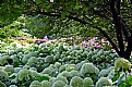 Picture Title - Fields of hydrangeas in bloom