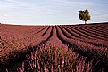 Picture Title - Lavanda2