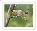 Picture Title - Yellowthroat Warbler