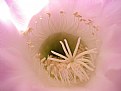 Picture Title - cactus flowers