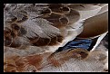 Picture Title - plumage