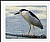 Black Crowned Night Heron