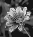 Picture Title - Just Another Flower (Converted to B&W)