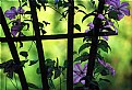 Picture Title - Clematis on Trellis
