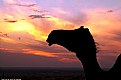 Picture Title - camel & sunset 