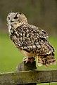 Picture Title - Old wise owl