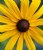 Black Eyed Susan