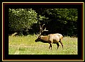 Picture Title - Humboldt Elk