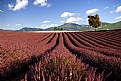 Picture Title - Lavanda4