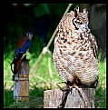 Picture Title - Owl for Crow